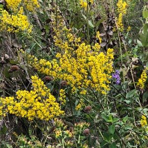 Meet your Posher, Caitlyn